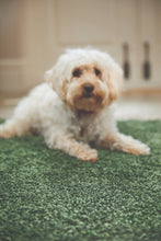 Load image into Gallery viewer, Forest Green Washable &amp; Non Slip Shaggy Rug - My Rug